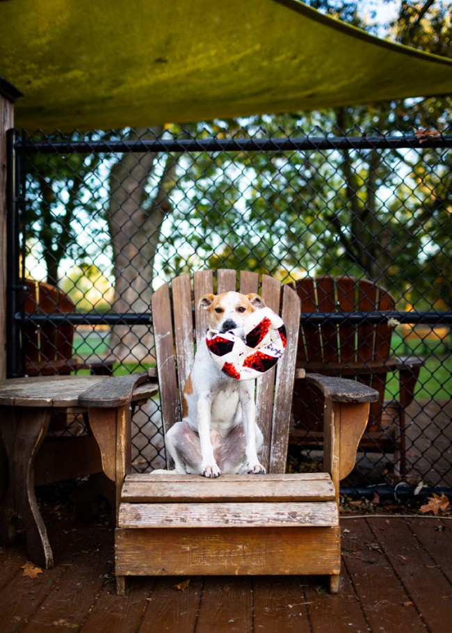 A 55+ retirement community dog sitting on a wooden chair holding a toy.