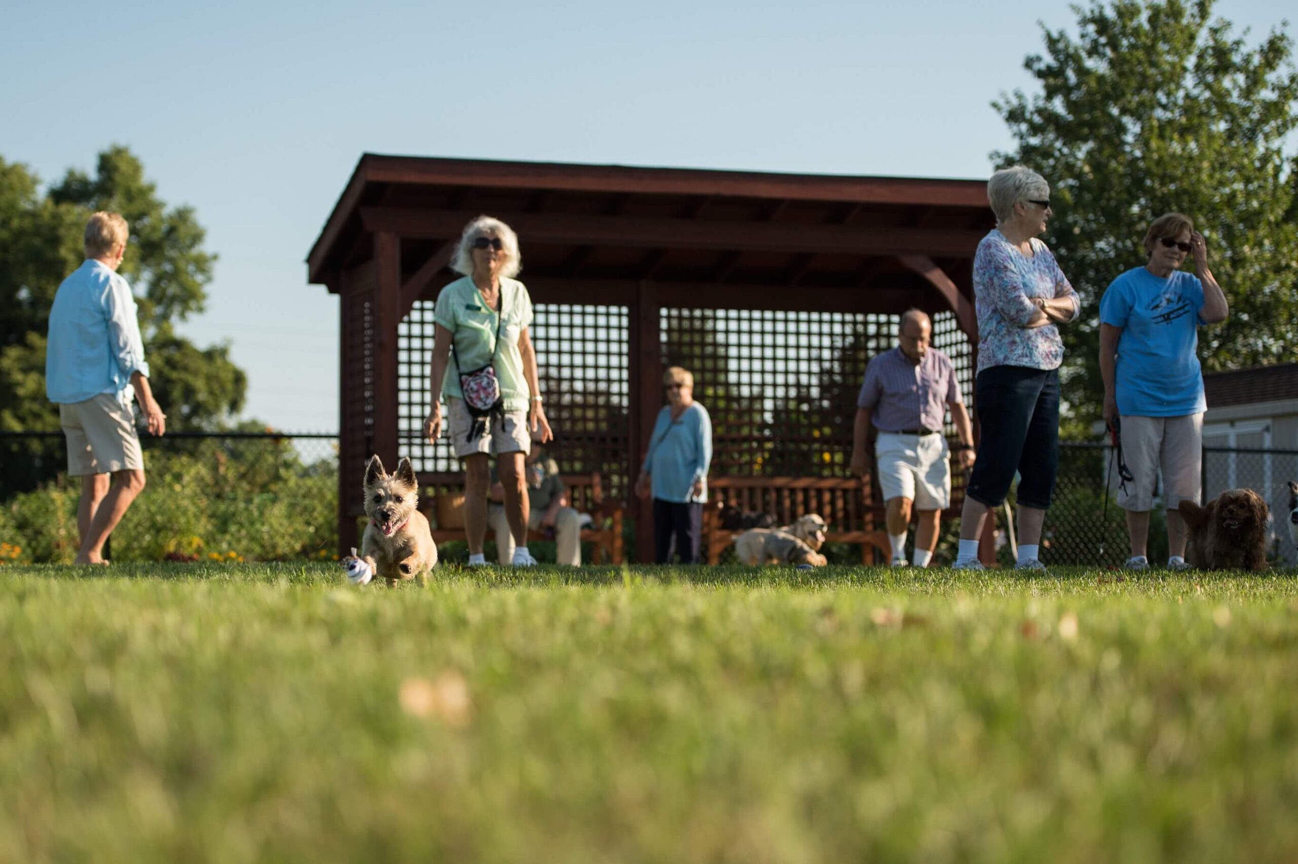 A retirement community engaging in a leisurely walk with their dogs in a grassy area.